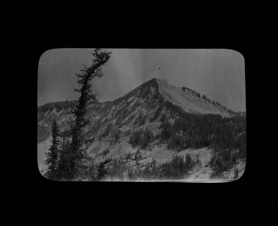 The glass slide reads: 'White Bark Pine. West side of Grave Peak, Idaho.'