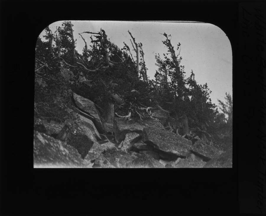 The glass slide reads: 'White Bark Pine near Timber Line, Grave Peak.'