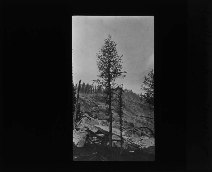 The glass slide reads: 'Lyall Larch Southwest of Grave Peak.'