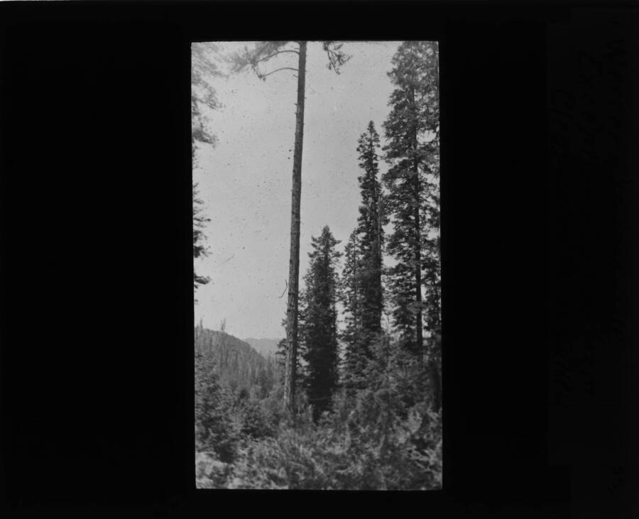 The glass slide reads: 'Western Yellow Pine. Exceptionally fine form. Clearwater River Valley.'
