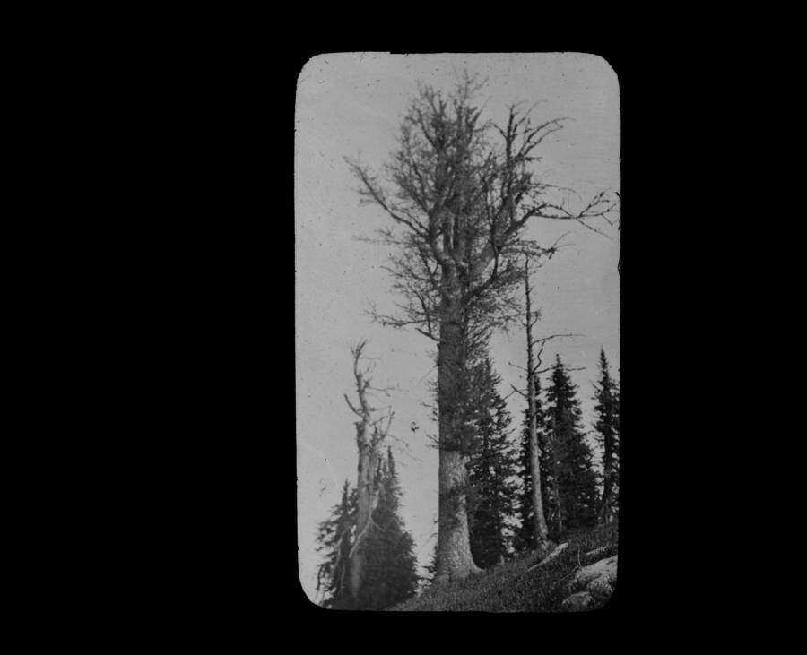 The glass slide reads: 'Veteran Lyall Larch. Probably 600 yrs old. Graves Peak.'