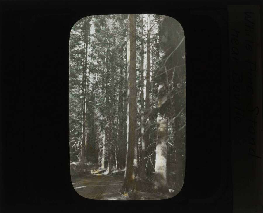 The glass slide reads: 'White Pine stand near Boville.'