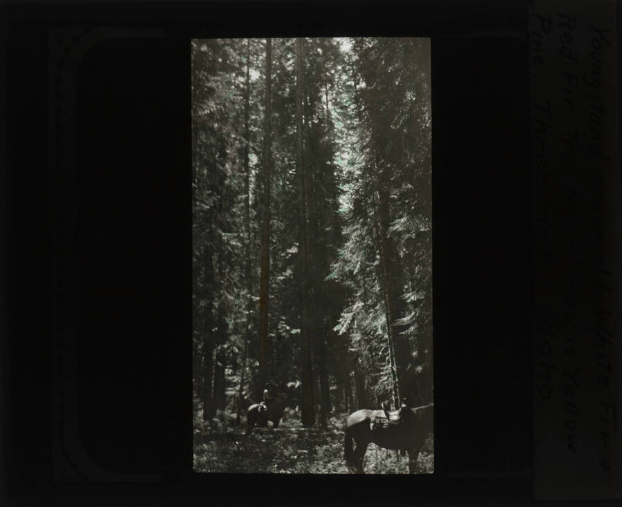 The glass slide reads: 'Youngstand 100 yr. old White Fir and Red Fir. Tree beyond man is Yellow Pine. Three Forks, Idaho.'