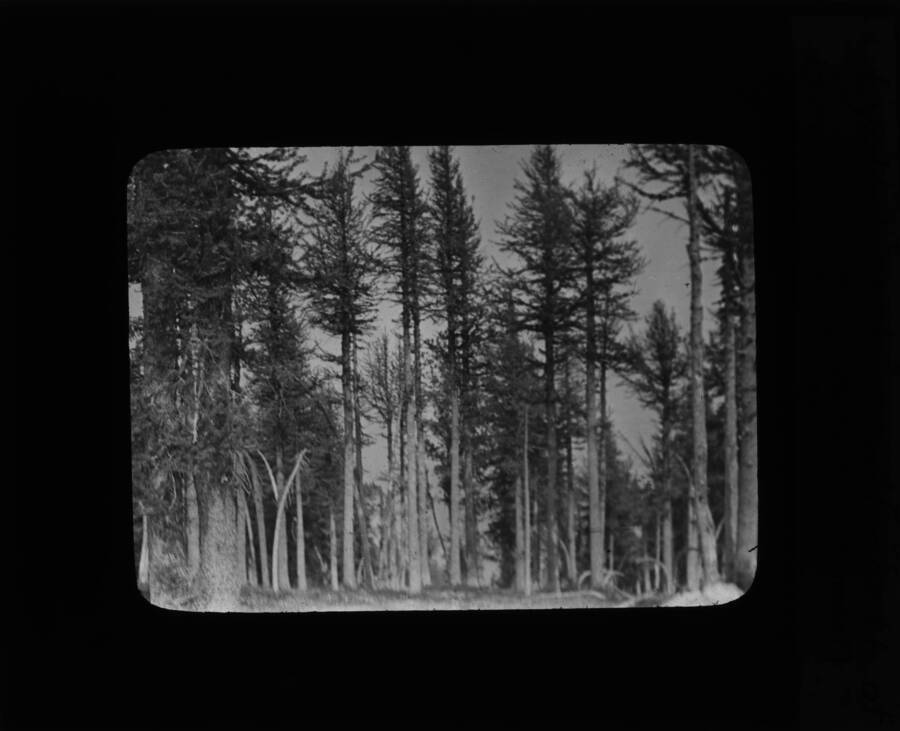 The glass slide reads: 'Lyall Larch, North of Grave Peak. (Note trees bent by snow.)'
