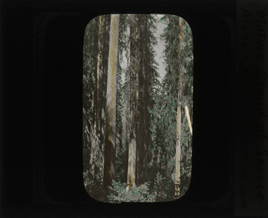 The glass slide reads: 'Mature stand of Spruce, 60,000 ft, per acre, Alene Creek.'