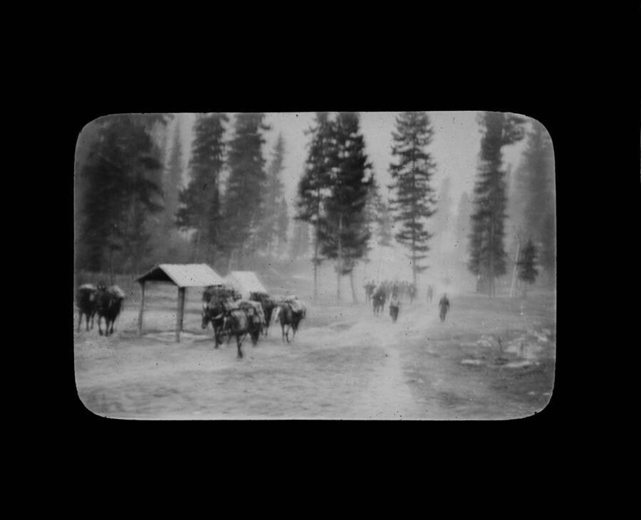 The glass slide reads: 'Pack train and fire fighting crew which saved Lolo Hot Springs.'