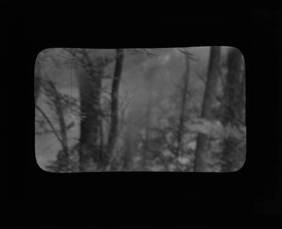 The glass slide reads: 'View into a burning forest, Lolo Hot Springs.'