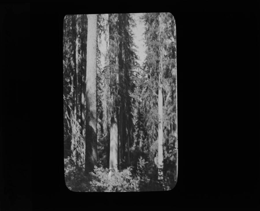 The glass slide reads: 'Spruce, 50,000 ft, per acre, Alene Creek.'