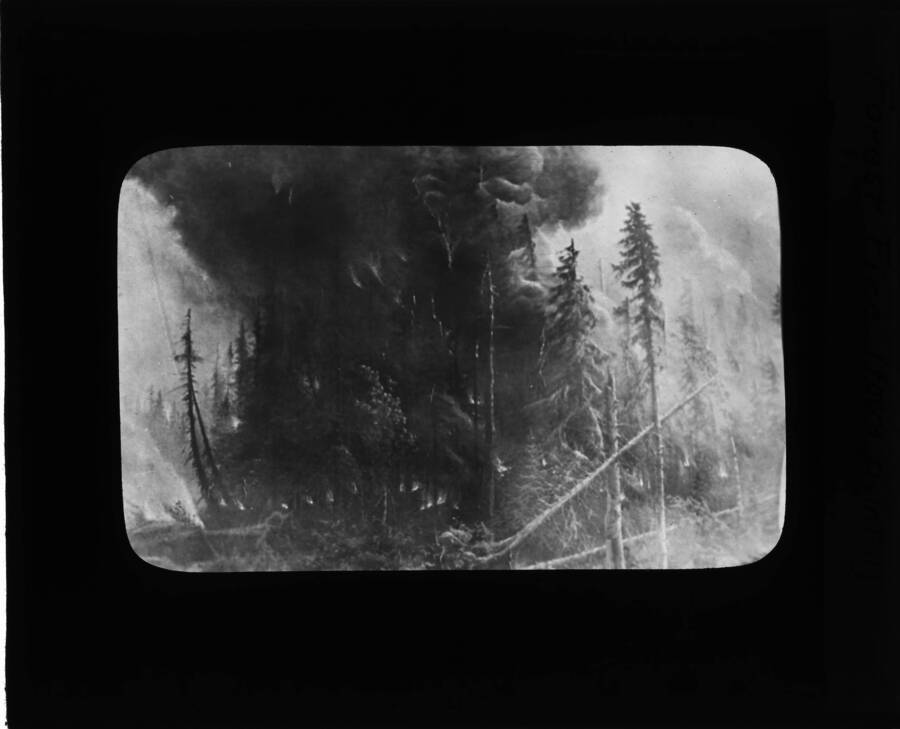The glass slide reads: 'Forest fire (from painting).'