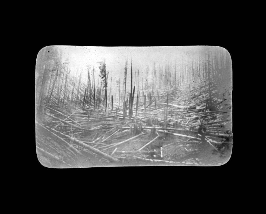 The glass slide reads: 'Results of the fires in 1910 Avery, Idaho.'