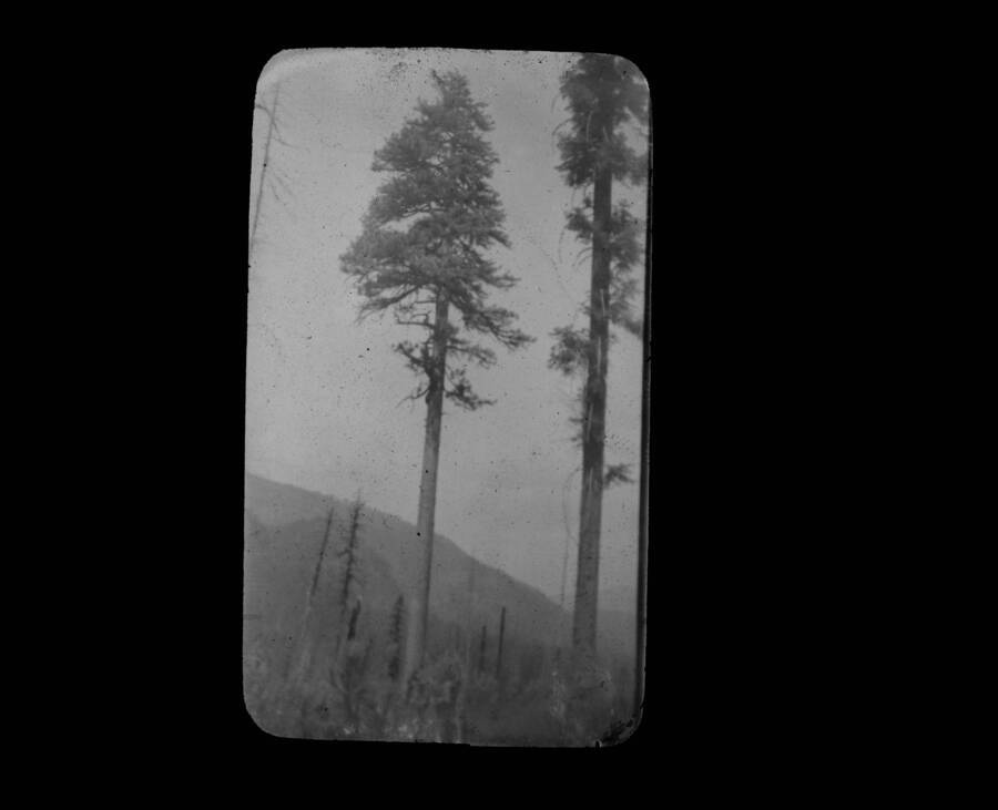 The glass slide reads: 'Typical Yellow Pine. Three Forks, Idaho.'