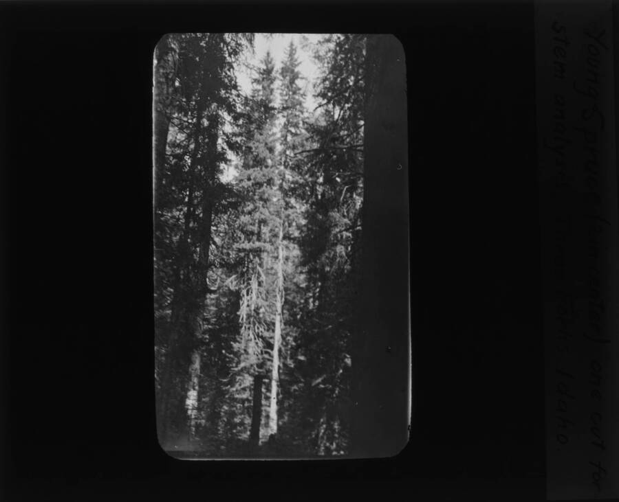 The glass slide reads: 'Young Spruce (2 in center). One cut for stem analysis. Three Forks, Idaho.'