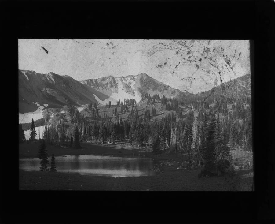 The glass slide reads: 'Subalpine type of forest.'