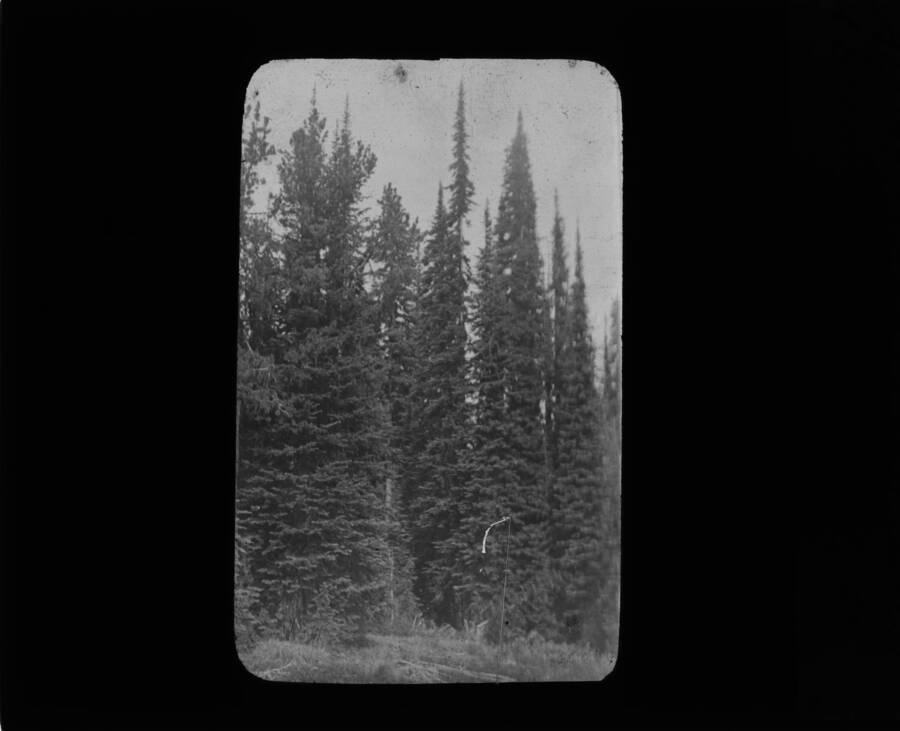 The glass slide reads: 'Alpine Fir and Lyall Larch stem analysis. 62 Camp, Idaho.'
