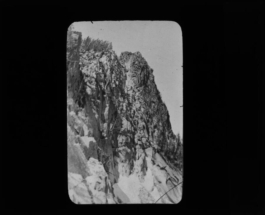 The glass slide reads: 'White Bark Pine on Shattuck Mountain.'