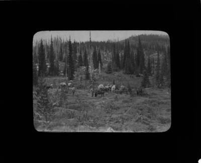 The glass slide reads: 'Packing up in a typical alpine meadow. Idaho.'