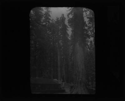 The glass slide reads: 'Red Fir and Cedar. Puget Sound Or.'