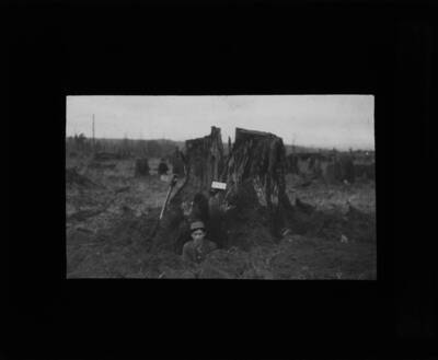 Unidentified man standing in hole in front of stump. The glass slide reads: 'Stump in Fig. 19 after the blast. Charge was too small.'