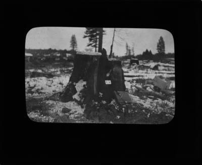 The glass slide reads: '4-ft Douglas Fir loaded with 10 lbs. Jexite.'