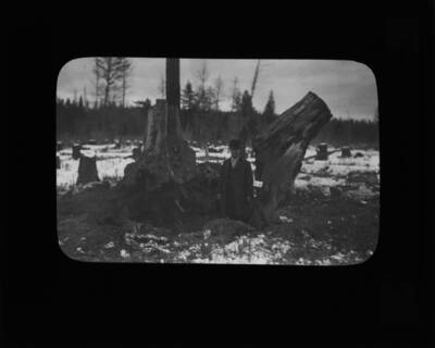 Unidentified man standing in hole of exploded stump. The glass slide reads: 'Pratically perfect powder work.'