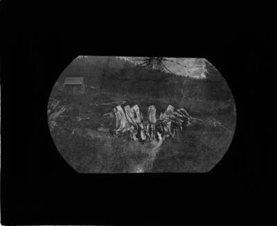 Glass lantern slide of an exploded tree stump.