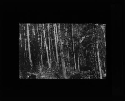 The glass slide reads: 'Spruce and White Pine. Weippe Ida.'