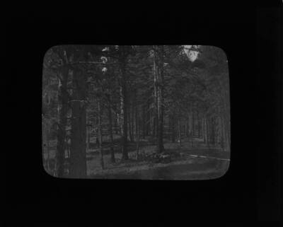 The glass slide reads: 'West Yellow Pine and Pine Grass. Weiser Nat'l Forest.'