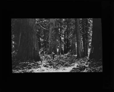An unidentified man stands in the middle of a forest. The glass slide reads: 'Climax Forest. Kaniksu Nat'l For. 43.'