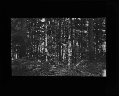 The glass slide reads: 'Cedar and Hemlock. Kaniksu Nat'l For.'