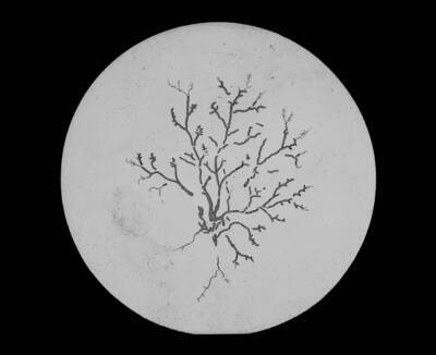 The glass slide reads: 'Etching on Glass by Wheat Roots.'