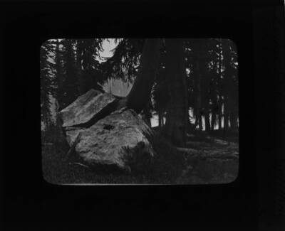 The glass slide reads: 'Lodge Pole Pine Splitting Block of Granite - Grave Peak.'