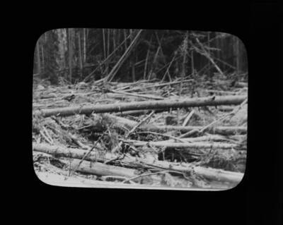 The glass slide reads: '4 yr. old European Larch. Arboretum U. of I.'