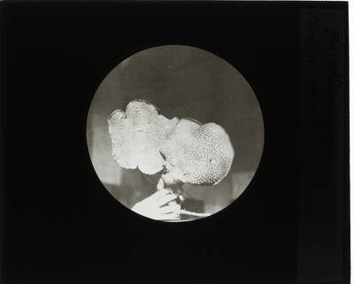 The glass slide reads: 'Boletinus sp. Moscow Mountains Idaho.'