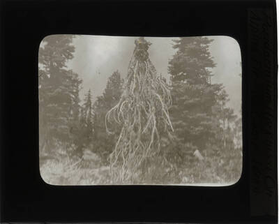 The glass slide reads: 'Peridermium Harknissi On Alpine Fir - 62 Camp Idaho.'