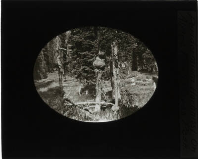 The glass slide reads: 'Peridermium Harknissi On Alpine Fir - Graves Peak.'