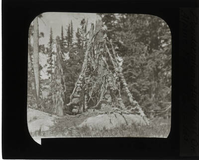 The glass slide reads: 'Peridermium Harknissi On Alpine Fir - 62 Camp. Ida.'