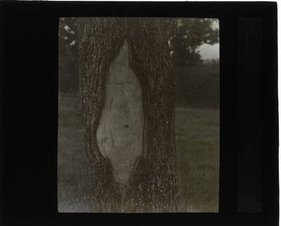 The glass slide reads: 'Proper way to fill in with concrete. Tree surgery.'
