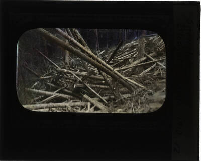 The glass slide reads: 'Snowslide Blodgett Canyon. 1910.'