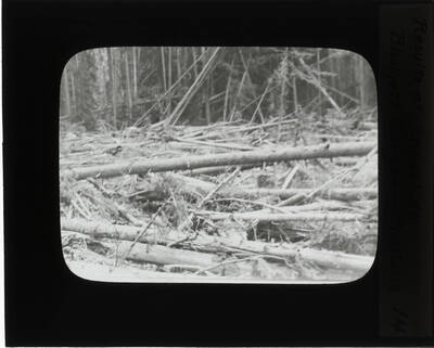 The glass slide reads: 'Results of snowslide Blodgett Canyon - Montana.'