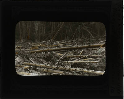 The glass slide reads: 'Timber wreck caused by snow slide Blodgett Canyon Montana.'