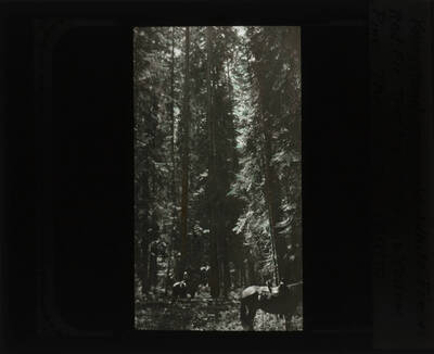 The glass slide reads: 'Youngstand 100 yr. old White Fir and Red Fir. Tree beyond man is Yellow Pine. Three Forks, Idaho.'