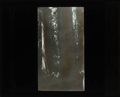 The glass slide reads: 'Mature Cedars on Moose Creek.'