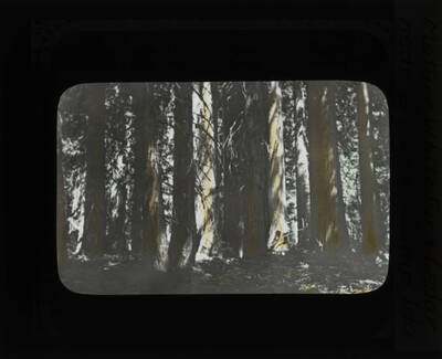 The glass slide reads: 'Mature White Fir and Cedar near Glovers Camp, Idaho.'