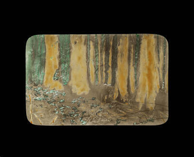 The glass slide reads: 'Mature Cedar, Moose Creek, Idaho.'