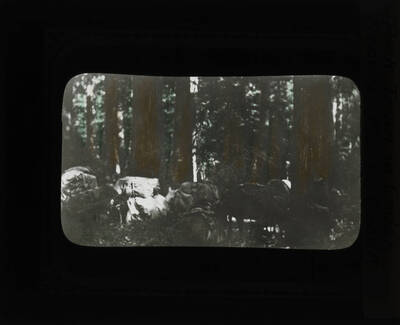 The glass slide reads: 'Pack train in Cedar stand, Moose Creek.'