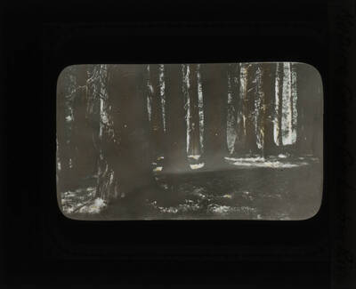 The glass slide reads: 'Mature Cedar on Lochsa River.'