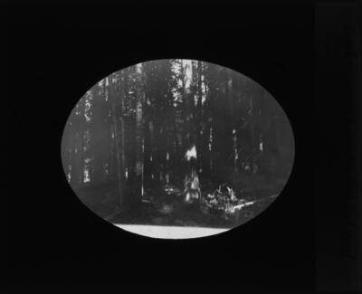 The glass slide reads: 'Cedar and White Fir stand. 62 Camp, Idaho.'
