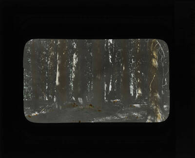 The glass slide reads: 'White Fir and Cedar, Moose Creek.'