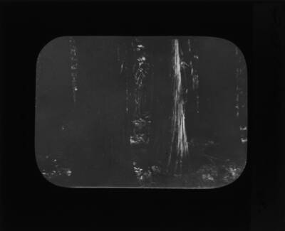 The glass slide reads: 'Pine Cedar. Moose Creek.'