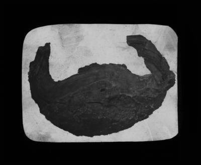 The glass slide reads: 'Volcanic bomb, Snake River Plain.'